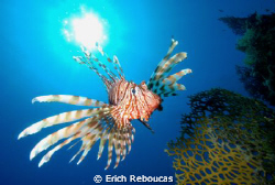 Red Sea Lionfish.
A lot of body twisting to put the sun ... by Erich Reboucas 